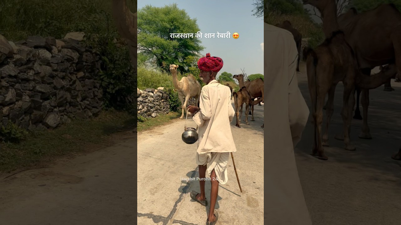राजस्थान की शान राईका रेबारी समाज 😍 #villagelife #rebari #gaon #camel #rajasthan
