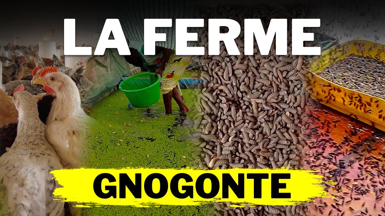Ferme Gnogonte : Une ferme innovante au Burkina Faso