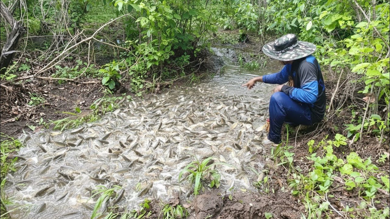 UM FENÔMENO DA NATUREZA QUE SE REPETE A CADA ANO NOS CÓRREGOS DO AÇUDE NA CHEGADA DO INVERNO 