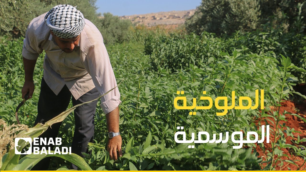 موسم جيد لـ