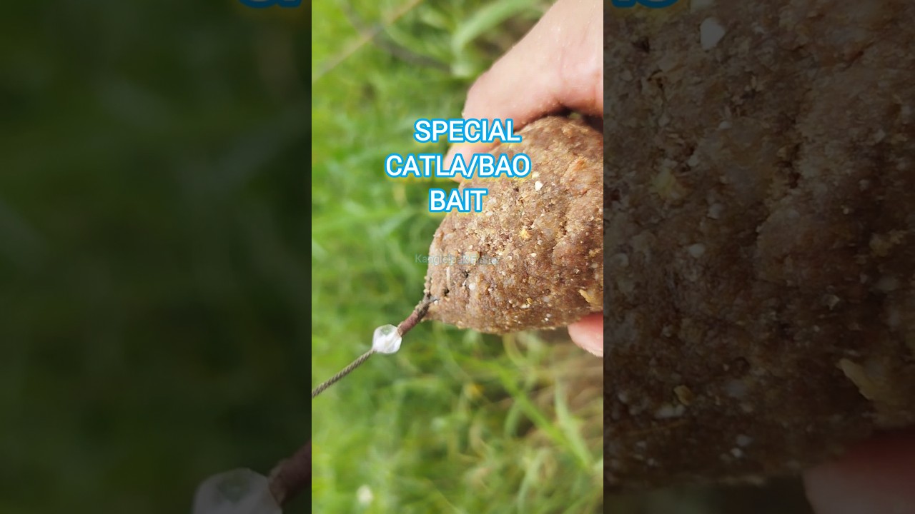 Catla fishing bait | how to make catla fishing bait 