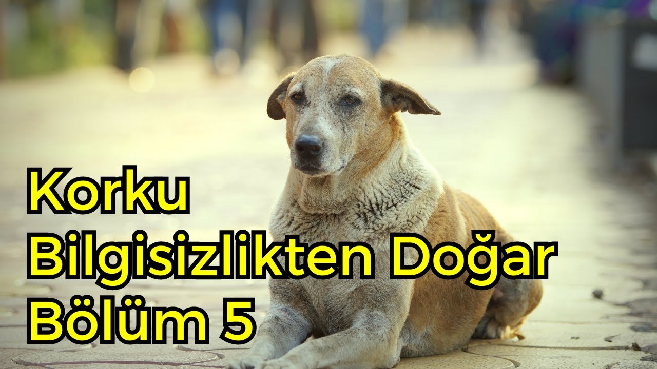 Korku Bilgisizlikten Doğar || Bölüm 5