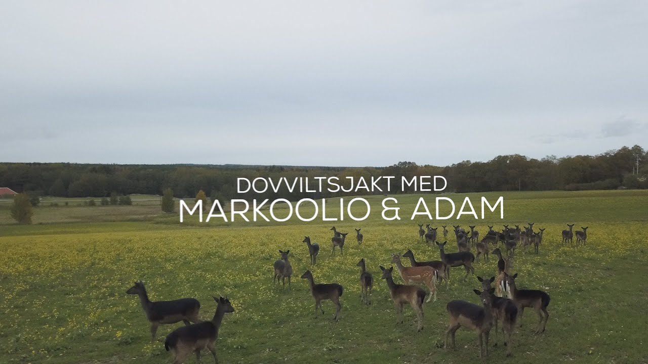 Markoolio och Adam Alsing jagar dovvilt på Brevens Bruk | BRA JAKT