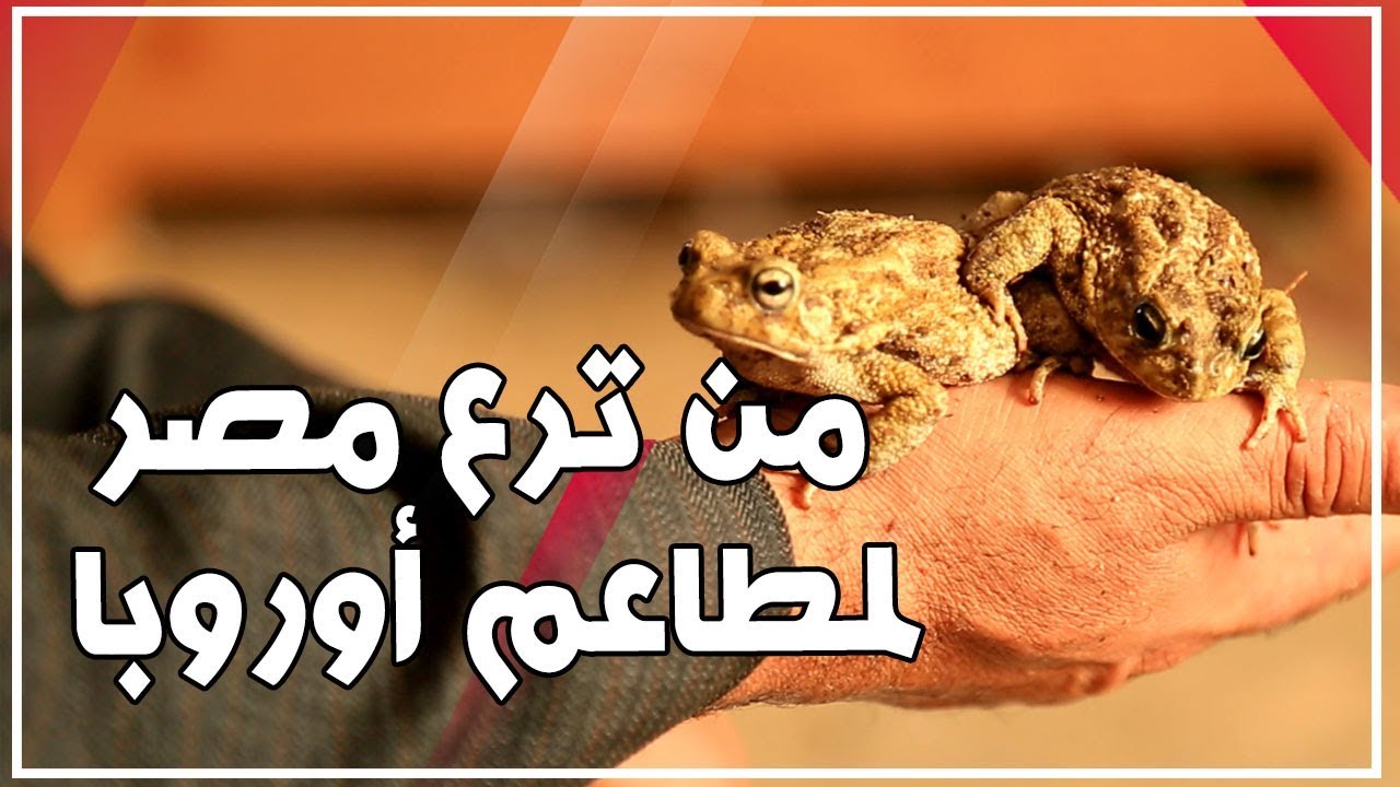 من ترع مصر لمطاعم أوروبا .. الضفادع أغلى من اللحمة وكيلو المشفى بـ 500 جنيه