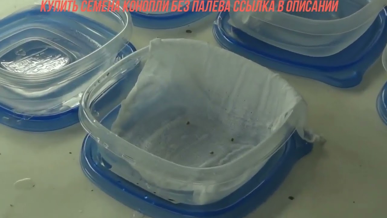 Как проращивают семена конопли опытные