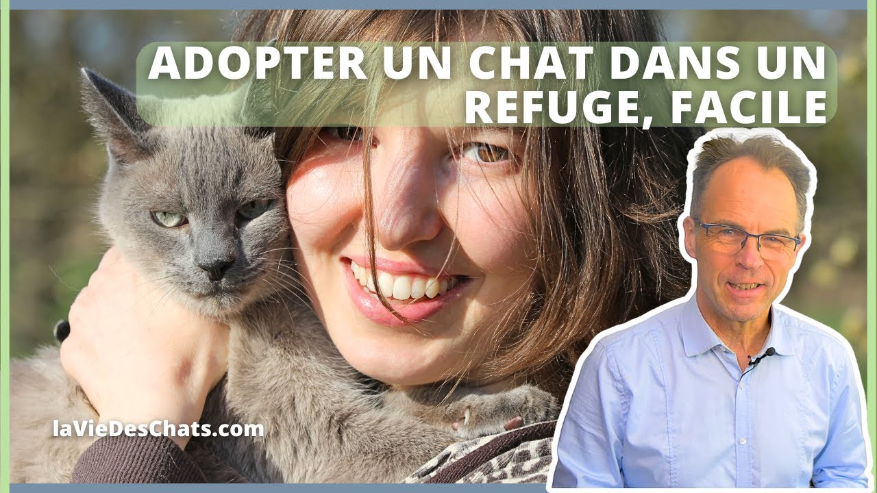 ADOPT A CAT IN A SHELTER, IT'S EASY - TOP 3 TIPS