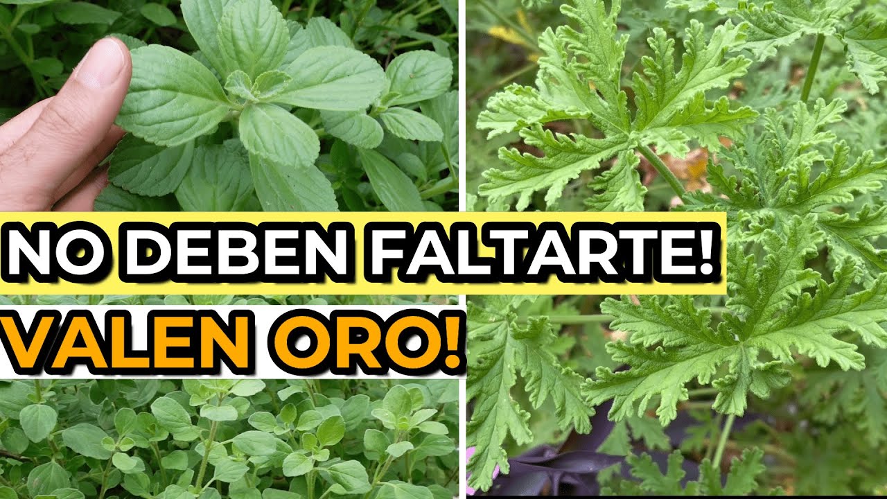 Se CUIDAN SOLAS! 😱🌿Las 5 PLANTAS Aromáticas INFALTABLES En Toda Casa, Huerta y Jardín!