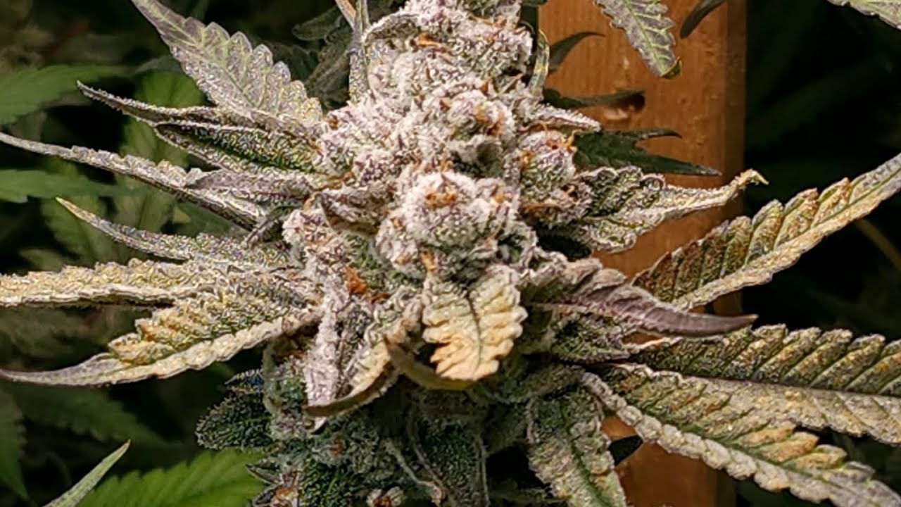 Bloom Seed Co - Fried 🍓 Final Countdown
