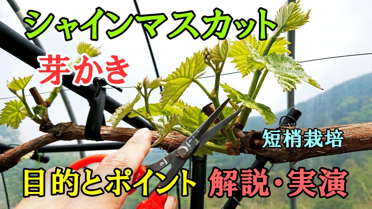 シャインマスカットの芽かき  解説と実演　芽かきの目的と芽を揃えるメリットとは？