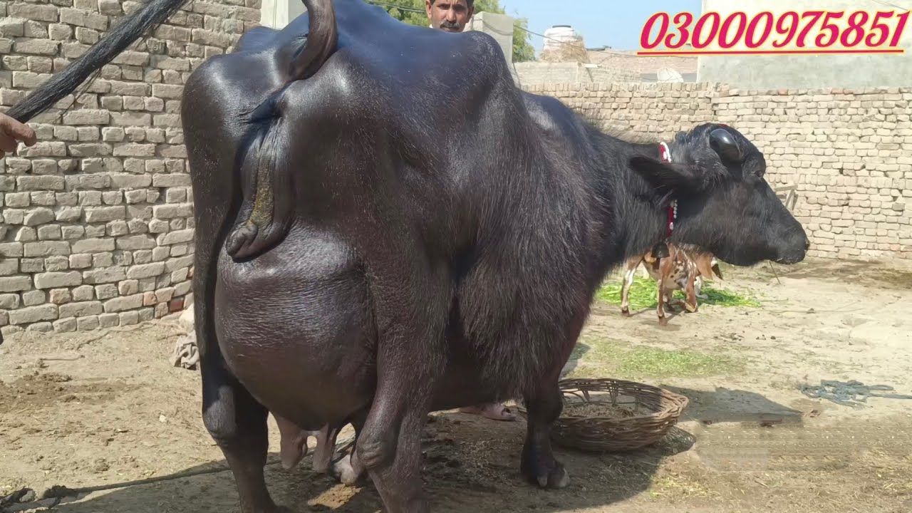 Top Milking pure nili Buffalo's for sale in Punjab Pakistan on YouTube 11 February 2026