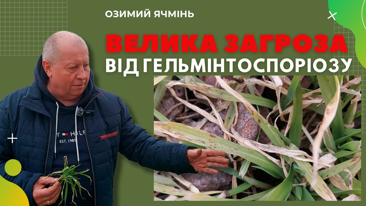 Озимий ячмінь. Сітчаста плямистість - гельмінтоспоріоз.
