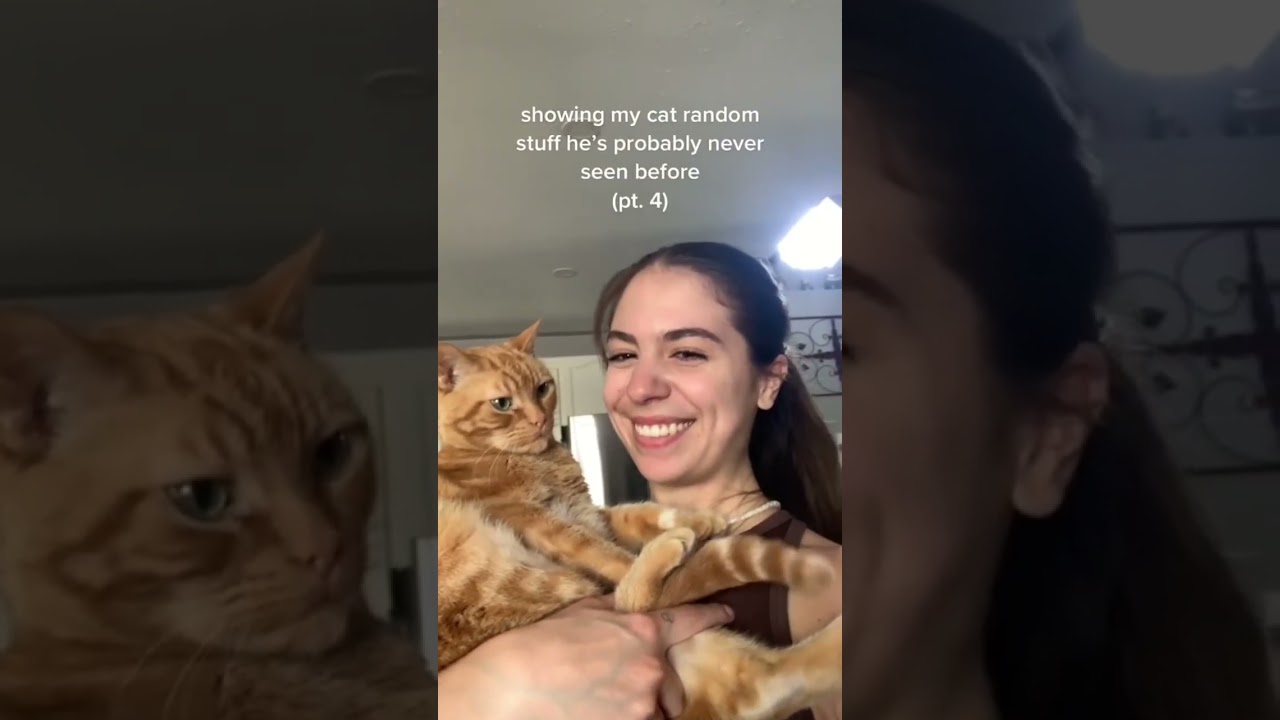 showing my cat random stuff he&rsquo;s probably never seen before pt. 4
