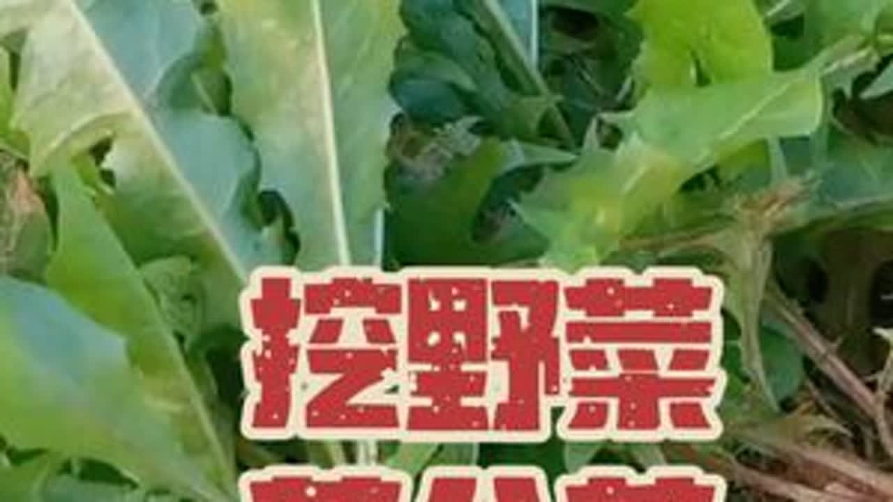又是打野的一天！你们喜欢蒲公英吗？都喜欢怎么吃呢？#打野女王 #野菜蒲公英怎么吃 #挖野菜的乐趣 #挖野菜的快乐 #乡野田间