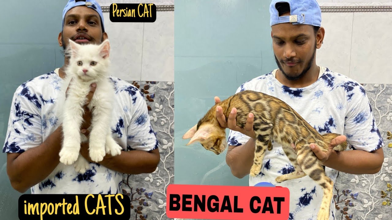 Extream Quality PERSIAN CAT IN DELHI | BENGAL CATS, EXCOTIC SHORT HAIR | INDIA