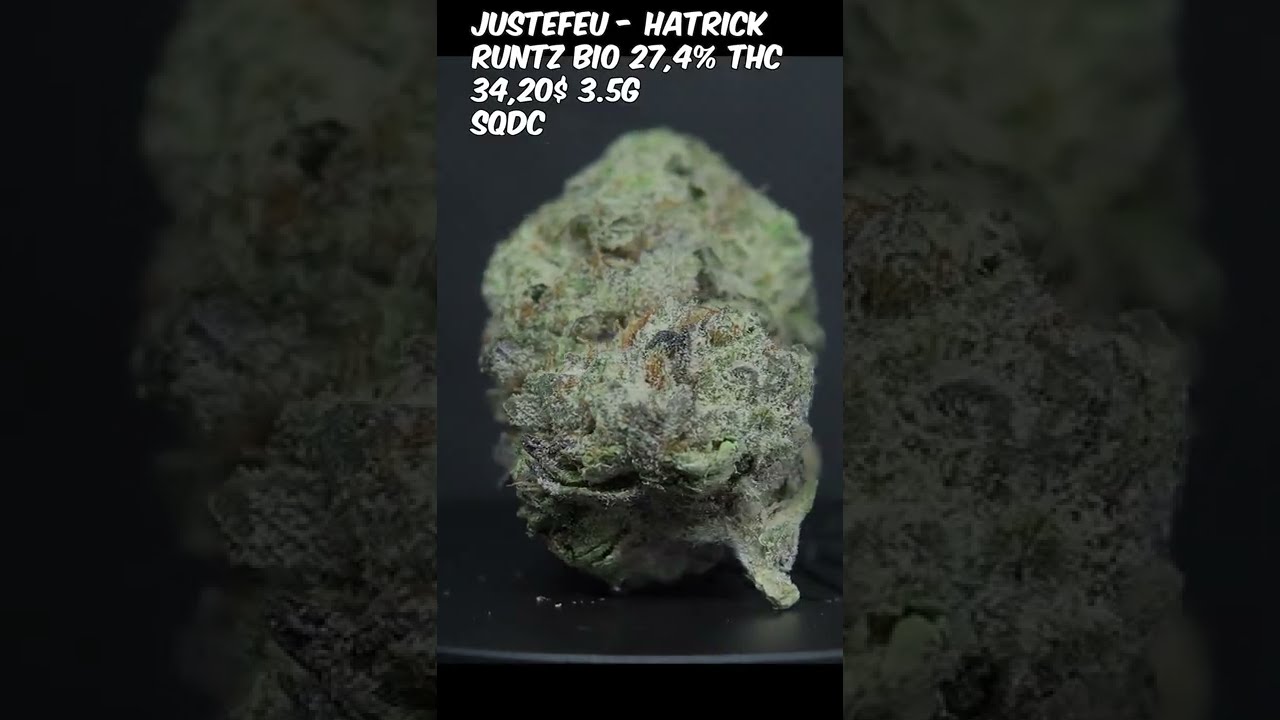 RUNTZ BIO - 27,4% THC -  HATRICK - JUSTE FEU Zkittlez X Gelato 33 #short #zoombud SQDC Just fire