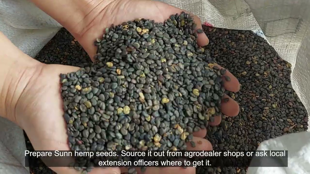 What is Green Manure? How to apply to your garden or farm