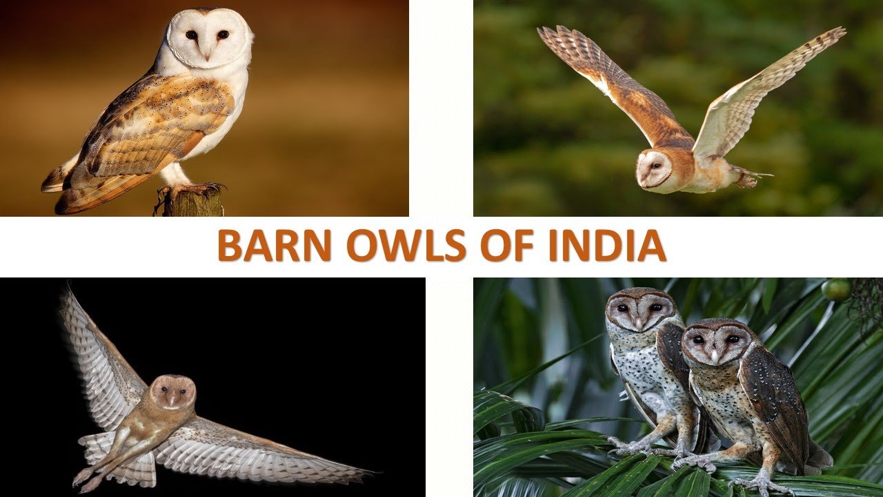 Barn Owls of India 🦉🇮🇳 | Owls | Raptors | Screech Owls