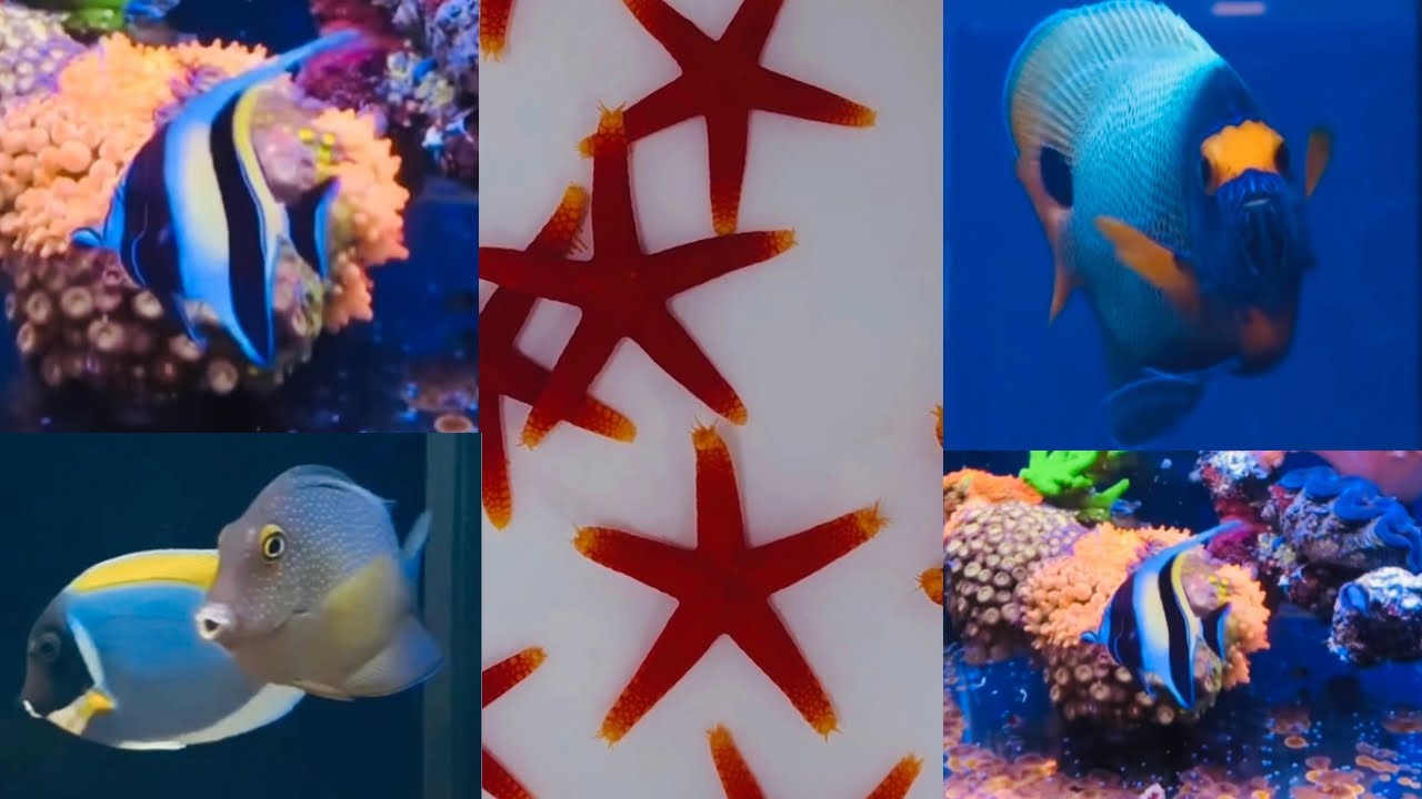 Saltwater Aquarium Life | Episode 8 of 16🐟🐠❤️#aquarium #fish