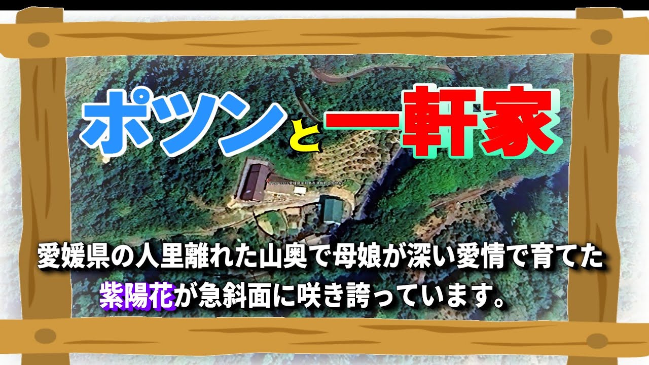 「ポツンと一軒家 」人里離れた山奥のポツンと一軒家に咲くたくさんのアジサイが話題です。#ポツンと一軒家 #帰れマンデー #紫陽花 #朝日放送