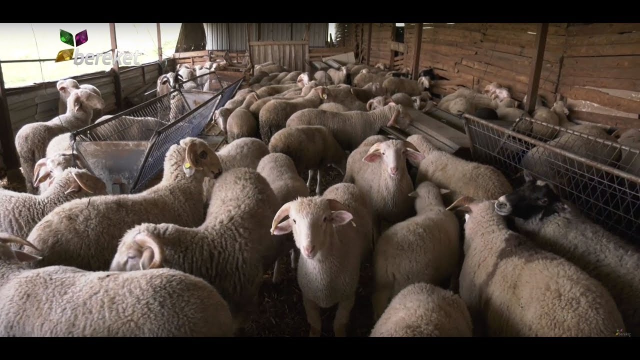 Baş Çoban - Kıvırcık Koyun Projesi