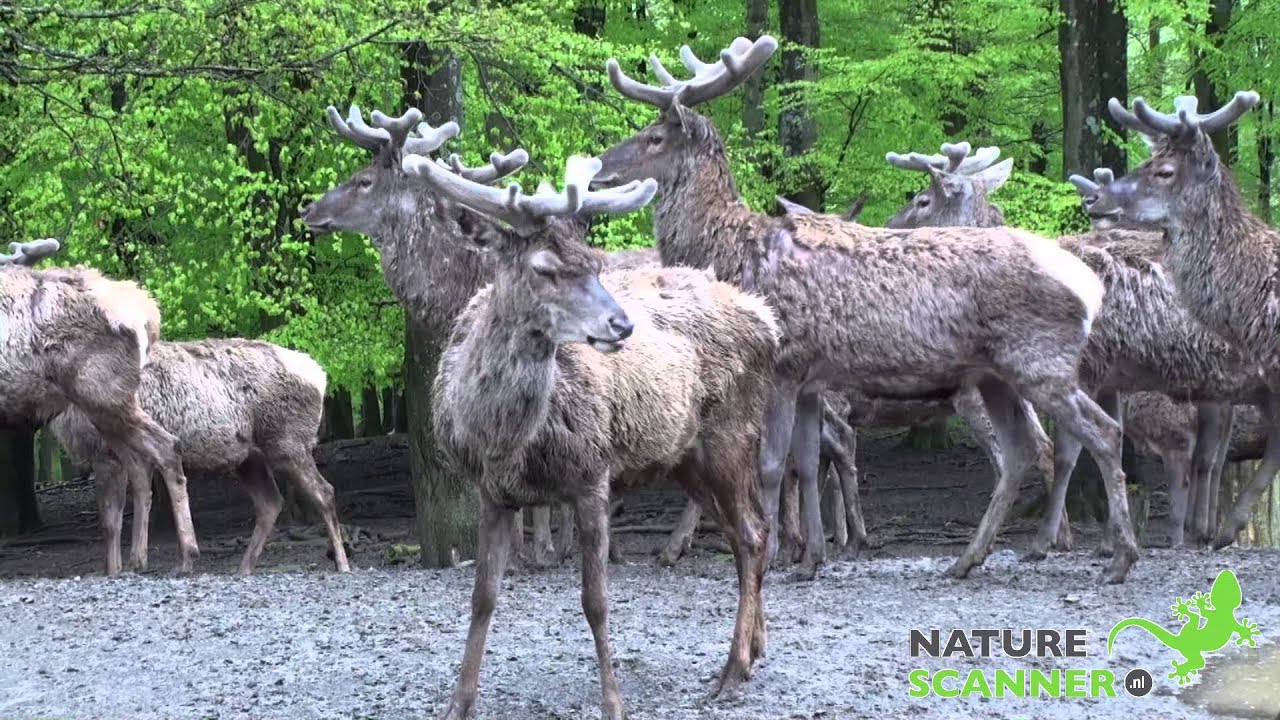 Eifel Teufelsschlucht bij Irrel, Wild- en Avonturenpark bij Daun