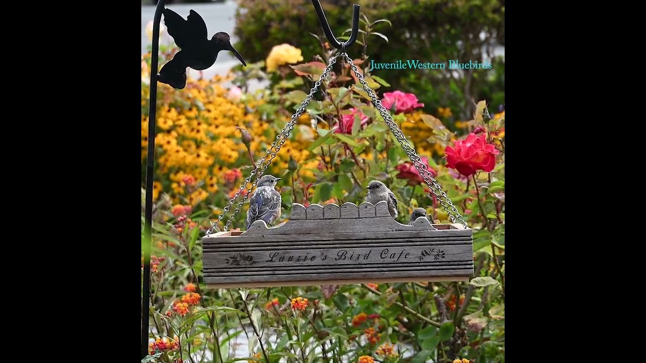 Laurie's Bird Cafe