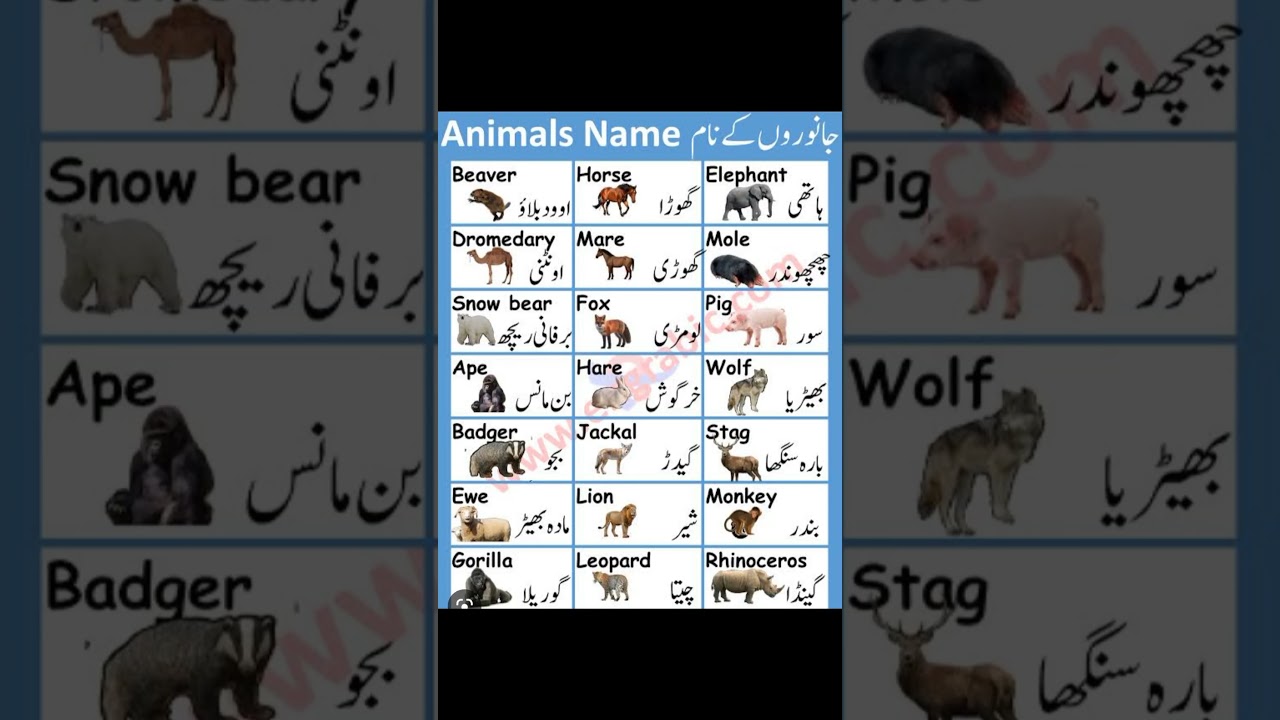 Animals Name in english and urdu #shorts #viral