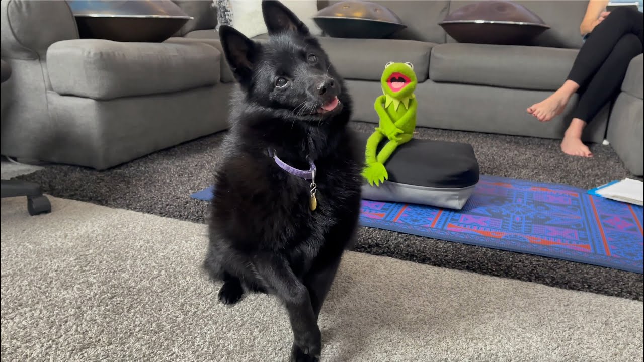 Moonshine's Excellent Adventures - A day in a life of a Schipperke!