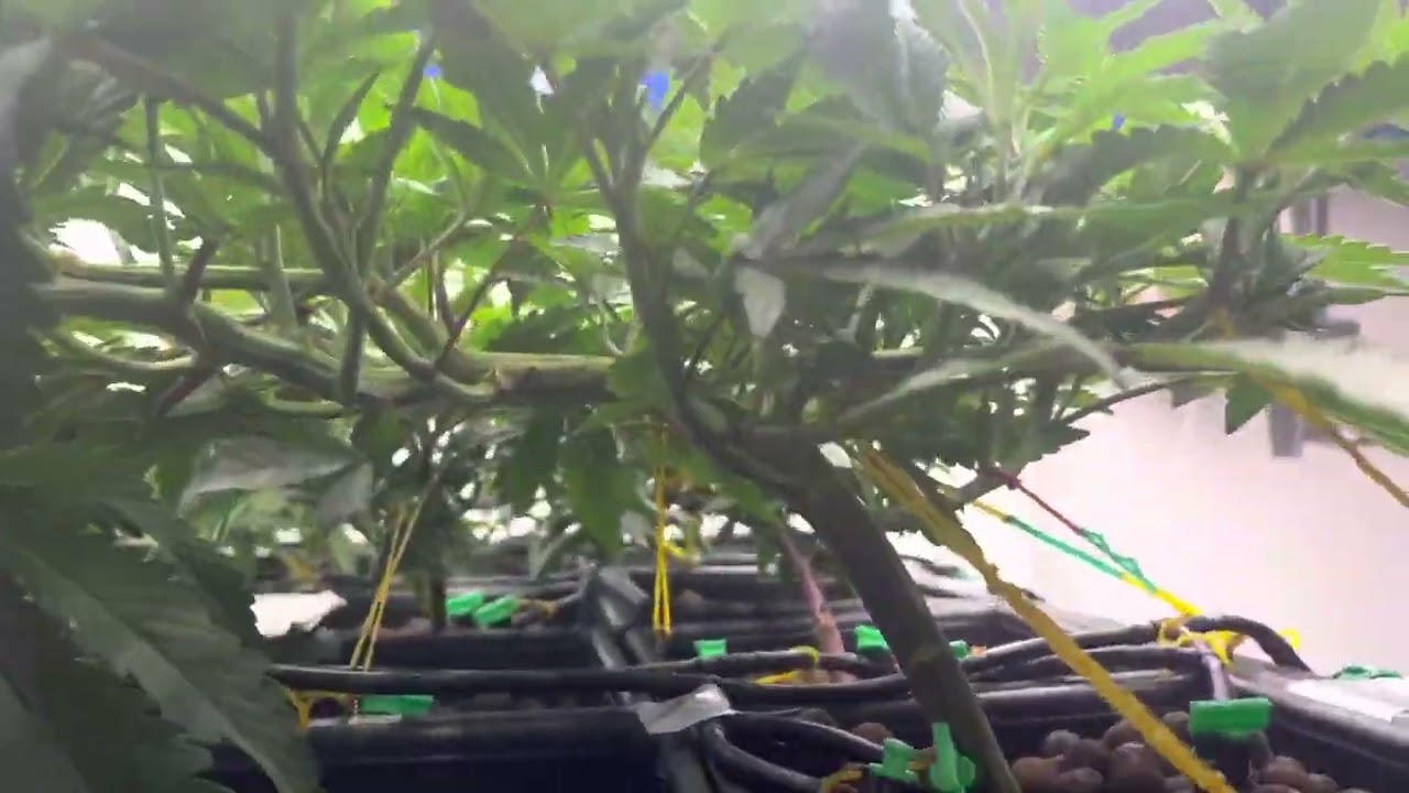 First Hydroponic self made Grow22 By MarsHydro LED FC8000