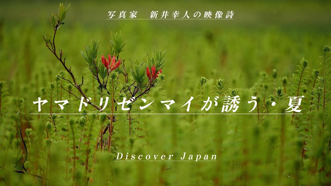 はるかな尾瀬　　ヤマドリゼンマイが誘う・夏　　水の聖地尾瀬