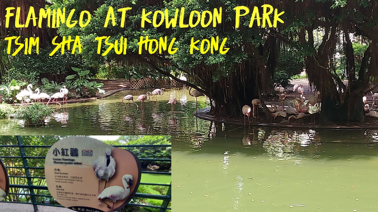 Kowloon Park Bird Lake Hong Kong#explore #walktour