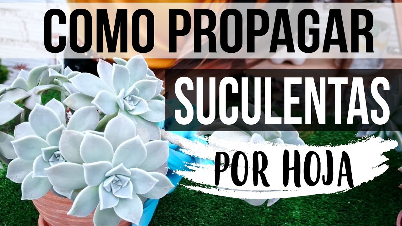 REPRODUCIR SUCULENTAS FÁCIL Y RÁPIDO 2018- PROPAGACION POR HOJA