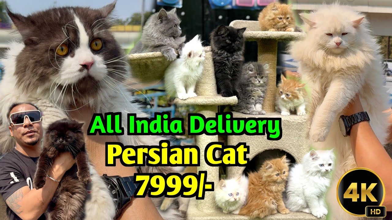 Persian Cat Price in India. Cat Market in Kolkata. Persian Cat Shop. Kolkata Cat Market.