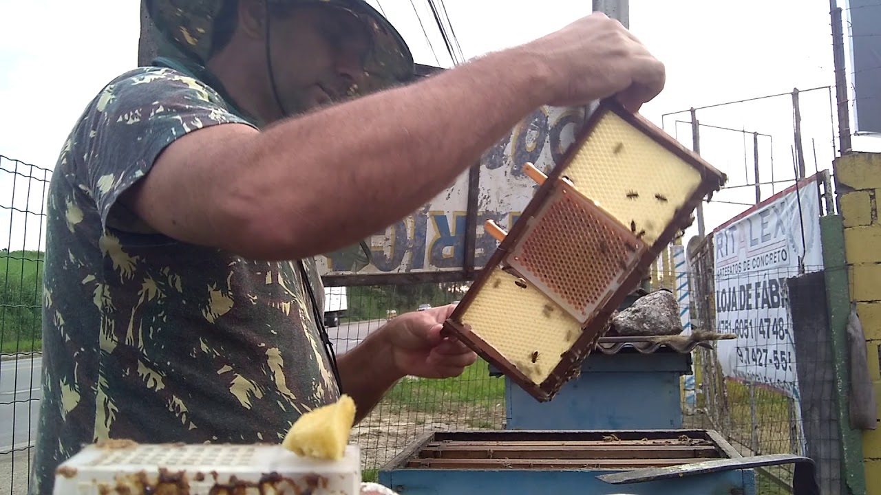Apicultura, criação de rainhas, parte 2🐝 introdução da Rainha matriz F0 Carnica no aparelho JENTER
