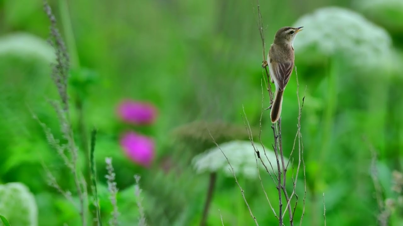コヨシキリ@2025.6　Black-browed Reed Warbler