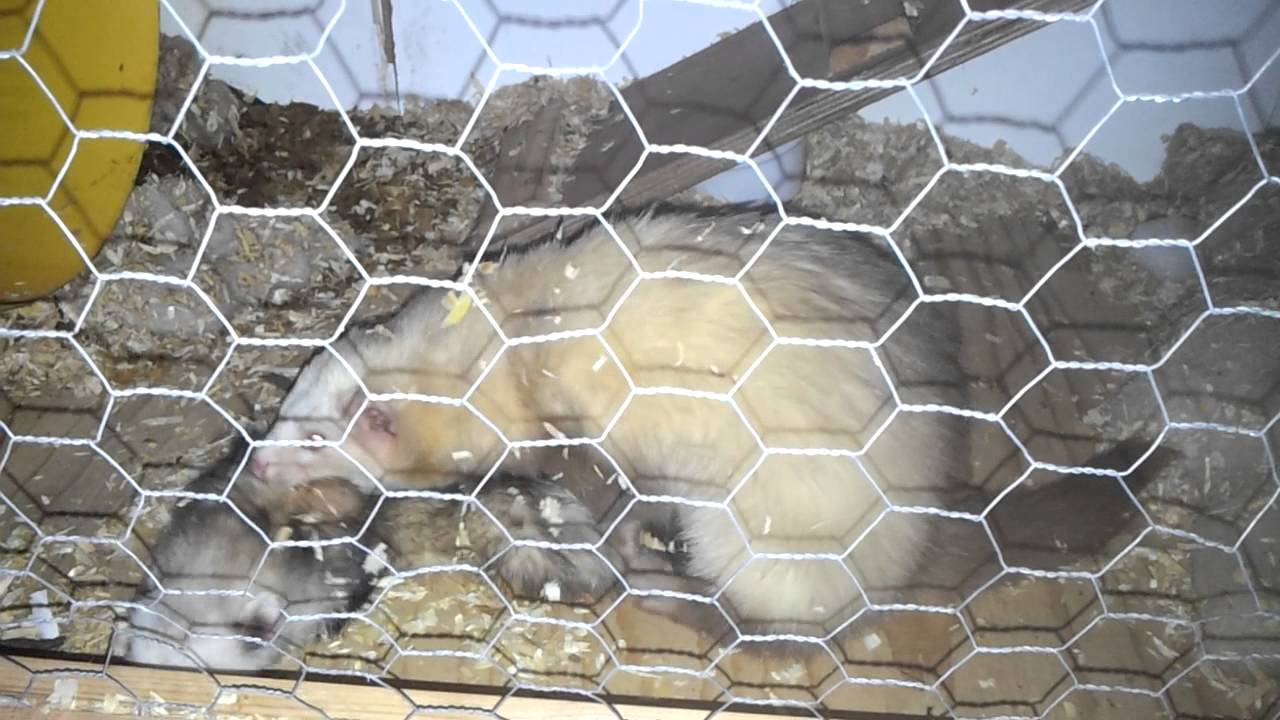 Ferrets mating
