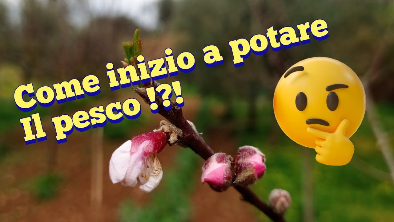 Come inizio a potare il pesco !?