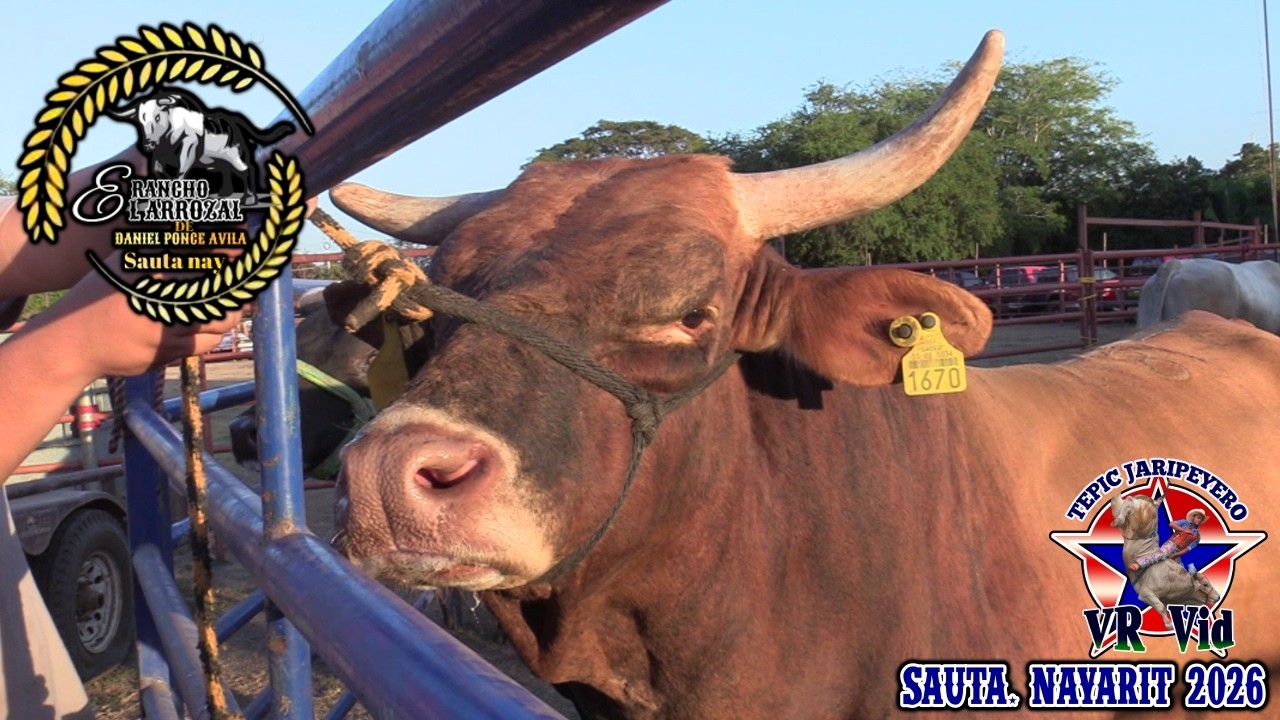 ¡¡¡EL OMEGA MANDA OTRO JINETE AL HOSPITAL!!! EN EL JARIPEO DE FIESTAS EJIDALES SAUTA 2026