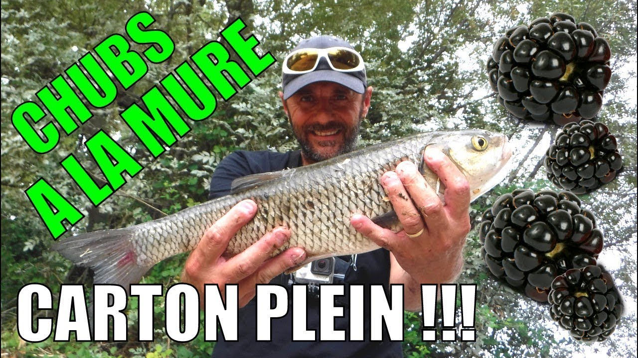Gros Chevesnes à la Mûre !