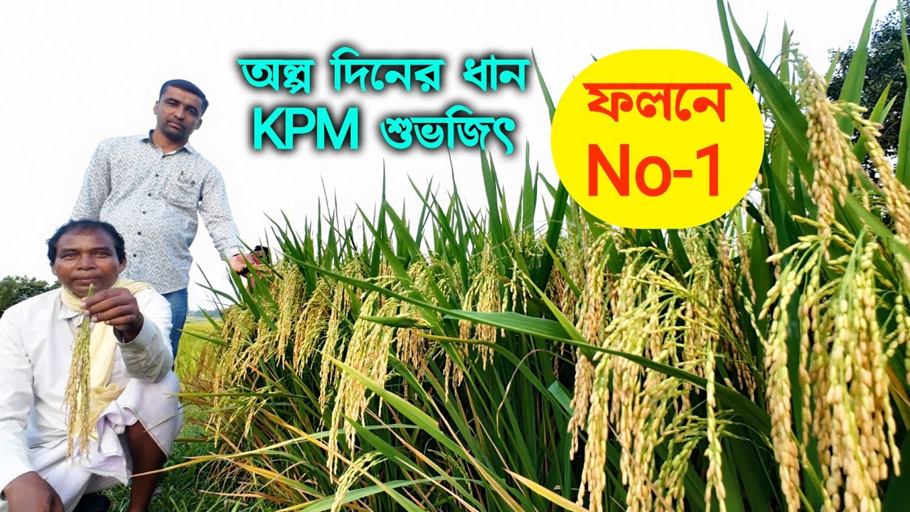 অল্প দিনের ধানের একটি সেরা জাত, দারুন ফলন, বিঘাতে ৯ কুইন্টাল । KPM শুভজিৎ।