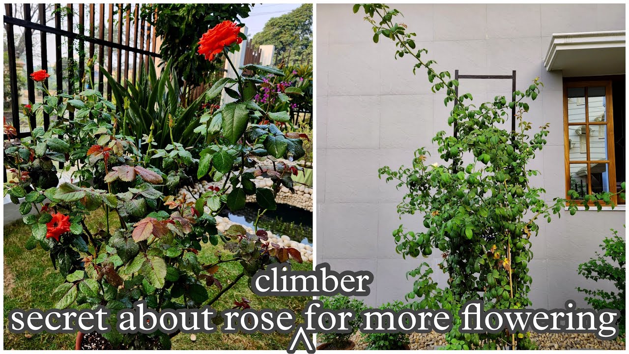 গোলাপ ছাঁটাই সম্পর্কে কথা|Everything about rose pruning for more flowering|meraki|