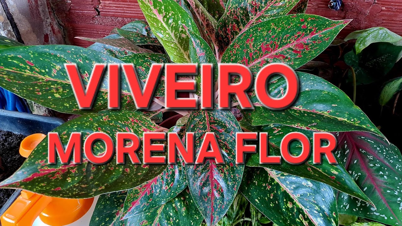 REFÚGIO VERDE VISITOU # VIVEIRO MORENA FLOR 🌼  