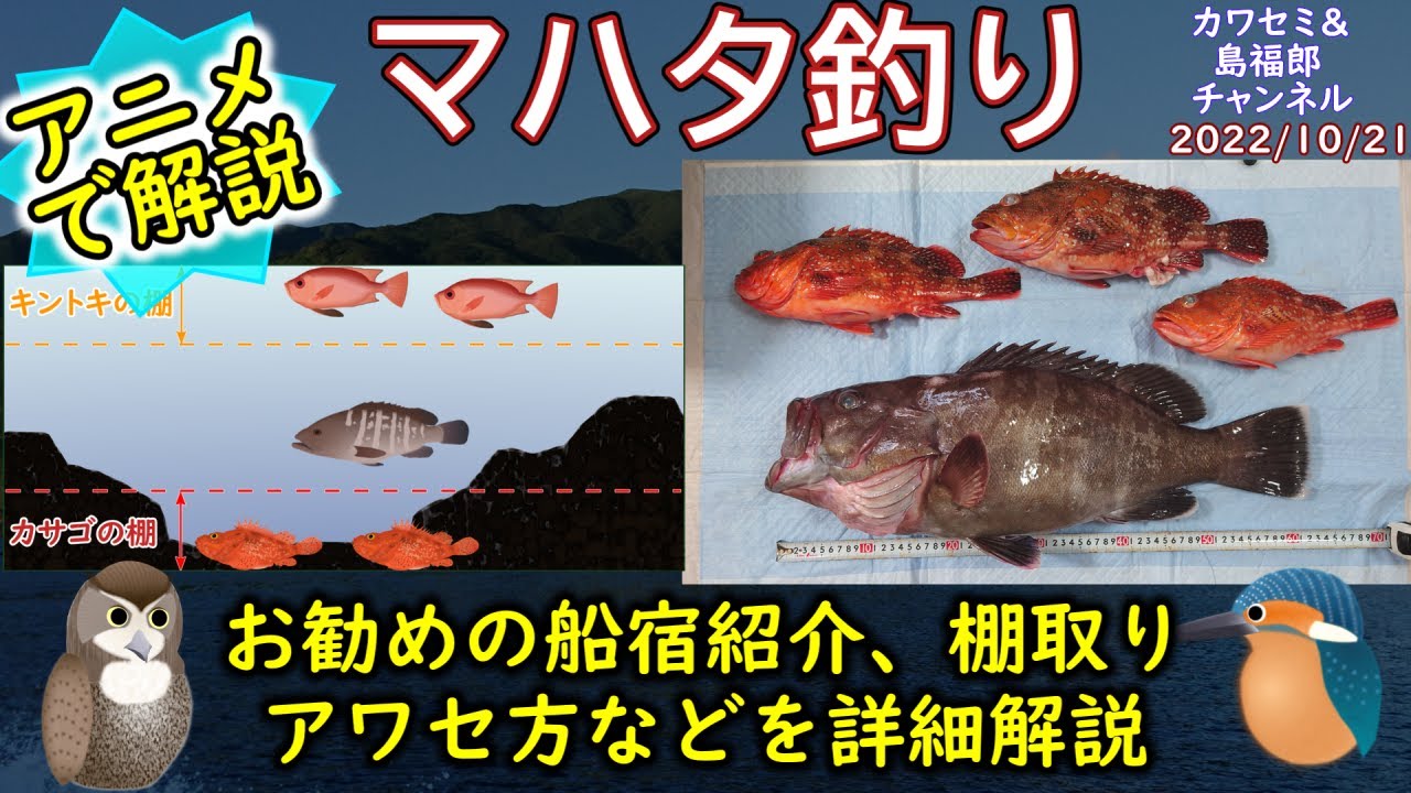 《アニメで解説：【マハタ釣り】の釣果UPのコツ》最近【外房】でも釣れるようになった【マハタ】の【釣り方】をアニメで詳しく解説。お勧めの船宿の紹介もしています。