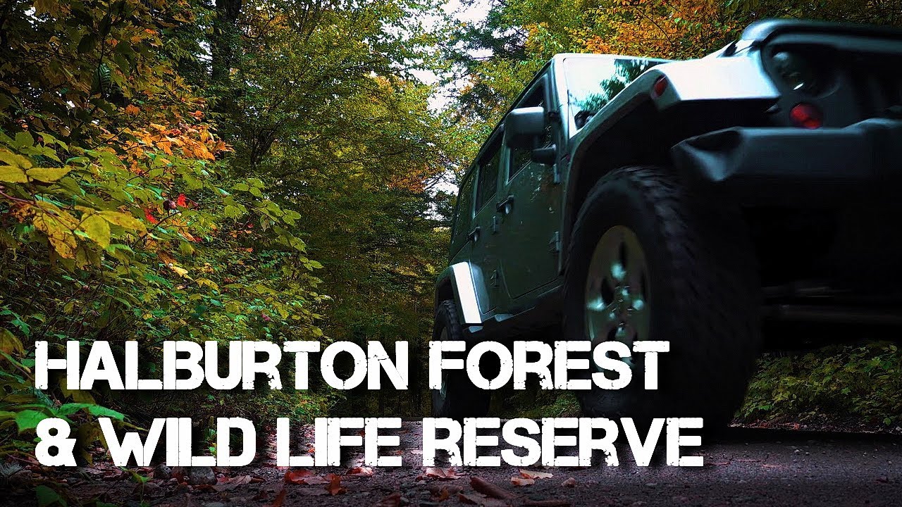 SOLO JEEP CAMPING  [Relaxing trip at Haliburton Forest  - ASMR]