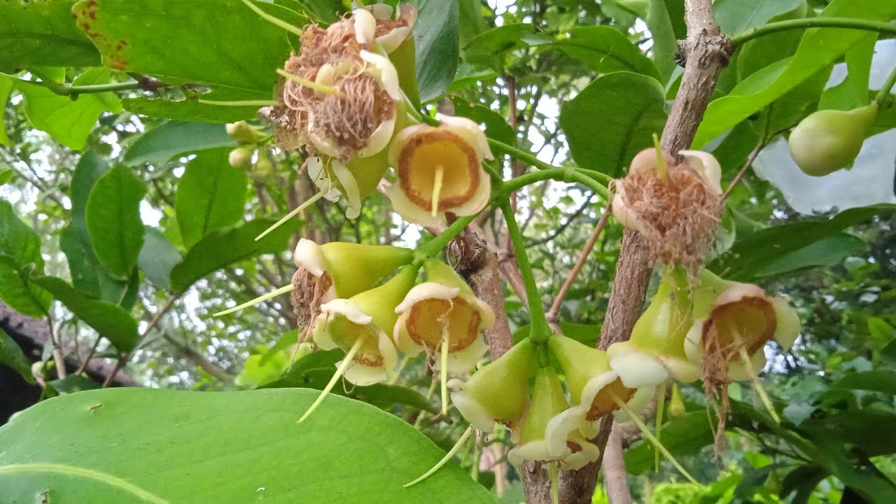 Cara agar bunga jambu air tidak rontok