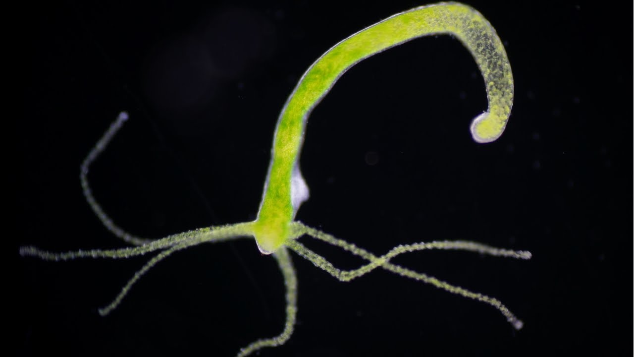 How to Get Rid of Hydra the EASY Way