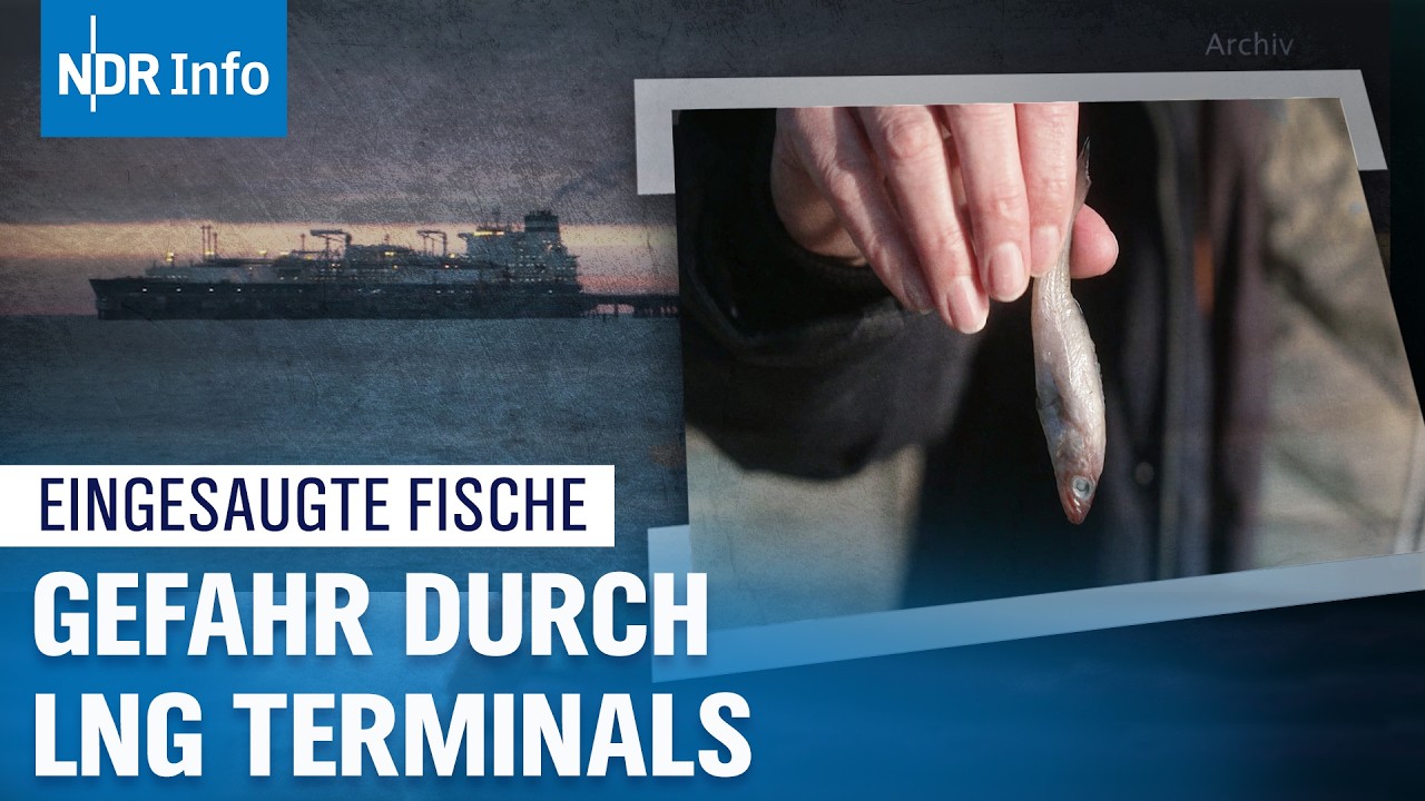 Ökosystem Meer: Massives Fischsterben durch LNG-Terminals? | Panorama 3