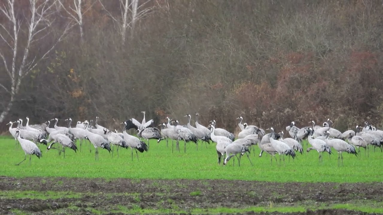Żurawie na polach / Common cranes on the fields