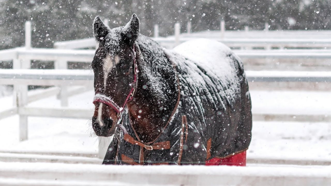 Managing Horses in Winter (12/19/20)