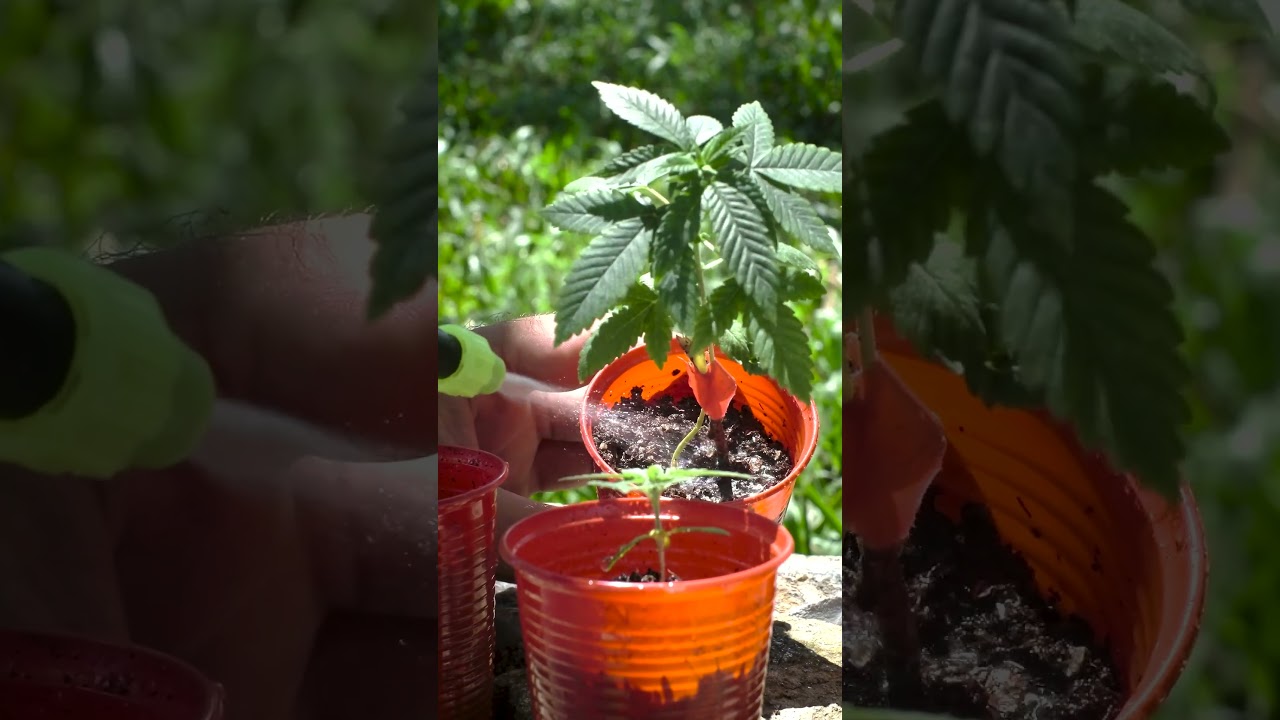 Como plantar seu p&eacute; de maconha em casa  #vlog #cinematogr&aacute;fico #cultivo